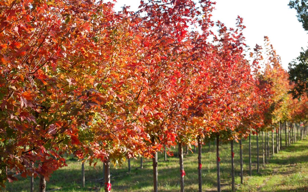 Autumn Blaze Maple – Acer rubrum autumn blaze