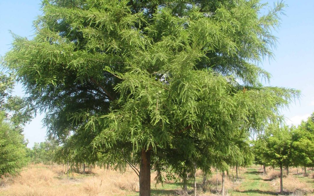 Bald Cypress – Taxodium distichum