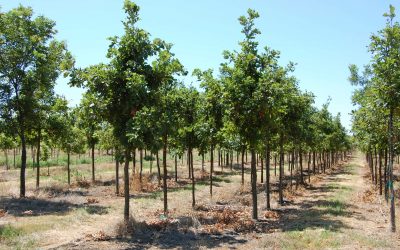 Bur Oak – Quercus macrocarpa