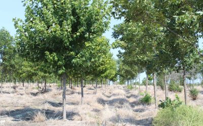 Chinquapin Oak – Quercus chinquapin