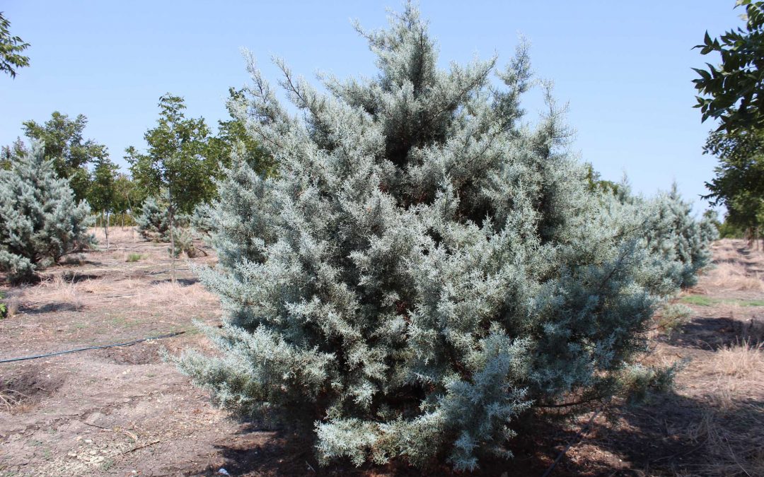 Arizona Blue Cypress – Cupressus arizonica