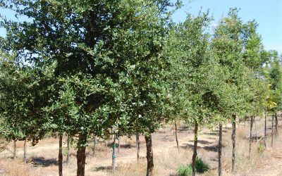 Live Oak – Quercus virginiana