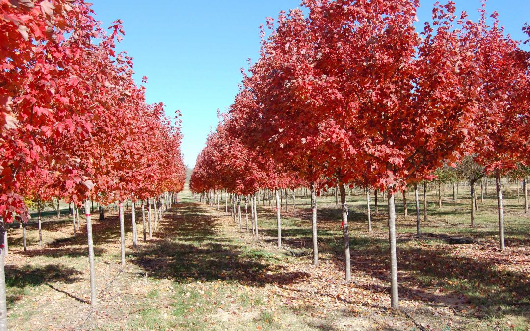 October Glory Maple – Acer rubrum october glory