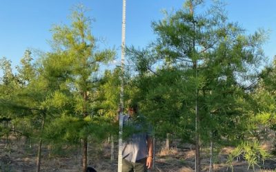 Pond Cypress – Taxodium distichum