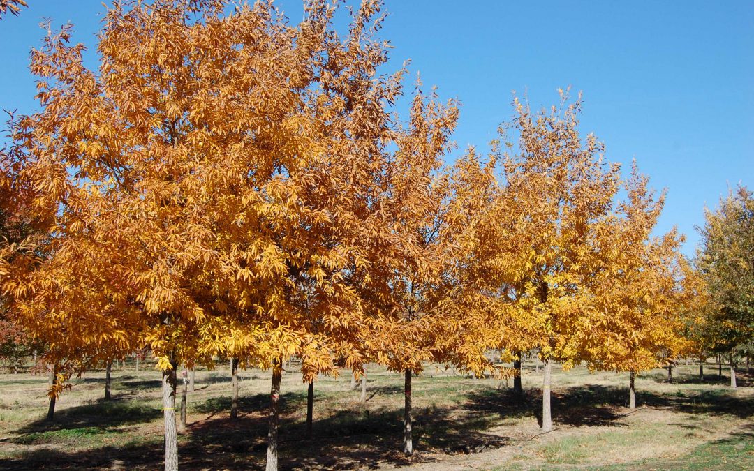 Sawtooth Oak – Quercus sawtooth