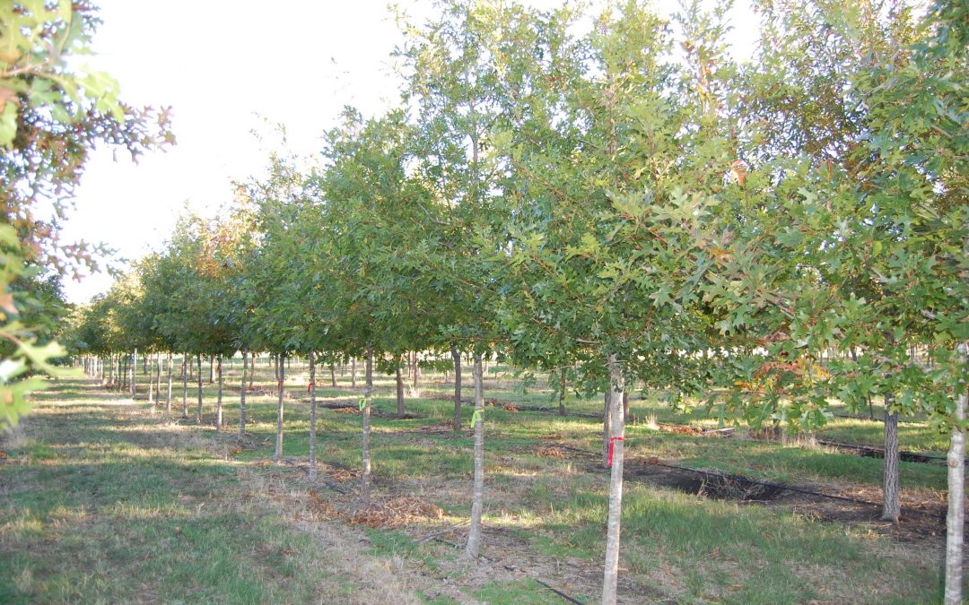 Shumard Oak – Quercus shumardii