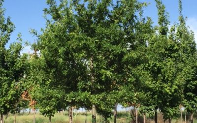 Water Oak – Quercus nigra