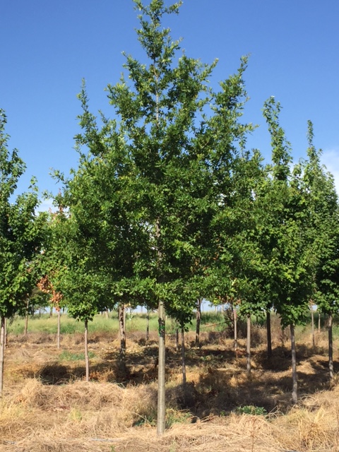 Water Oak – Quercus nigra